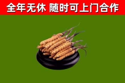 庐山市回收冬虫夏草