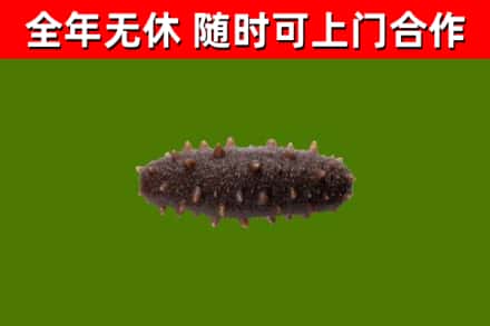 庐山市回收海参干